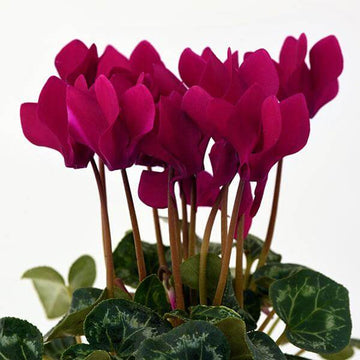 Burgundy Cyclamen Seeds - Flower Plant