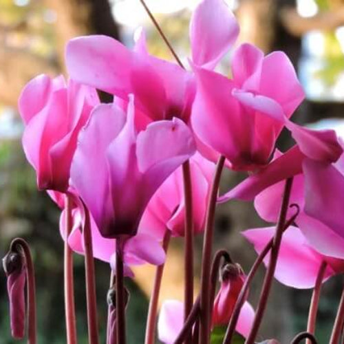 Burgundy Cyclamen Seeds - Flower Plant
