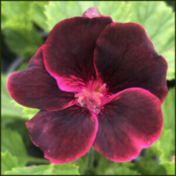 Burgundy Geranium Seeds – windflower