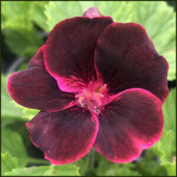 Burgundy Geranium Seeds – windflower