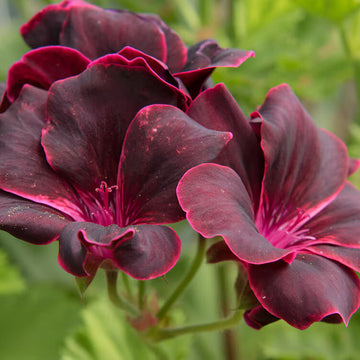 Burgundy Geranium Seeds – windflower