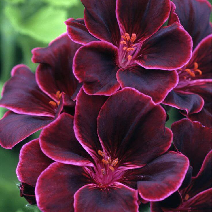 Burgundy Geranium Seeds – windflower