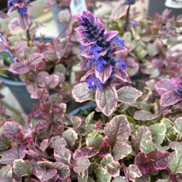 Burgundy Glow Ajuga Seeds