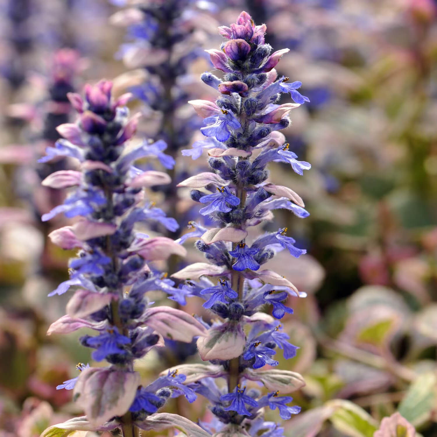 Burgundy Glow Ajuga Seeds