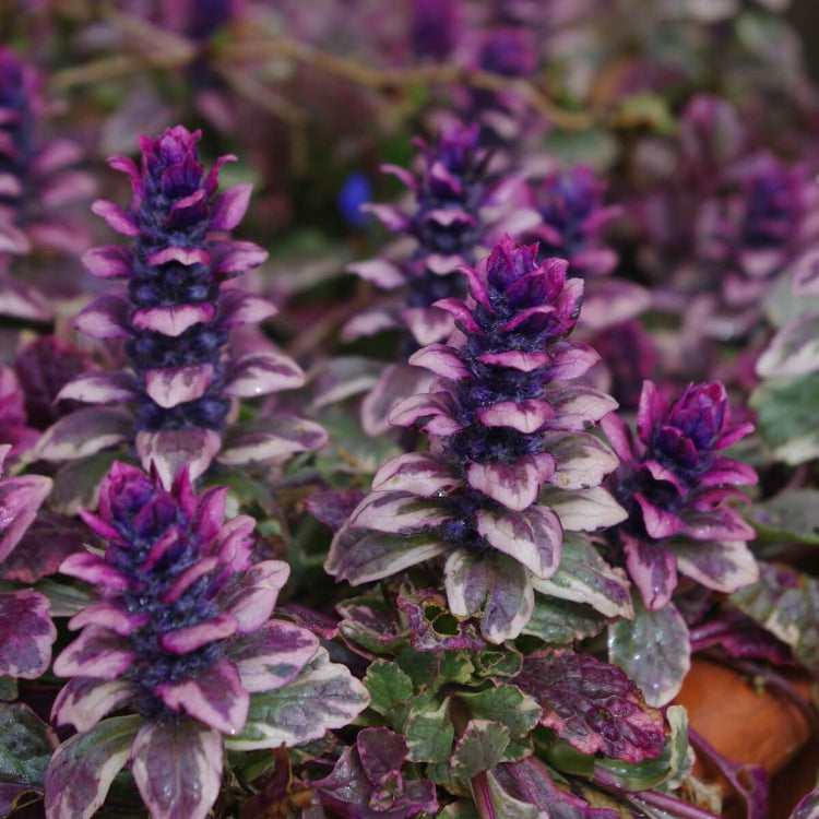 Burgundy Glow Ajuga Seeds