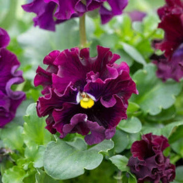 Burgundy Pansy Seeds – Heirloom, Non-GMO, Perfect for Borders
