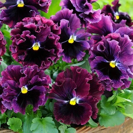 Burgundy Pansy Seeds – Heirloom, Non-GMO, Perfect for Borders
