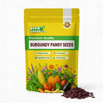 Burgundy Pansy Seeds