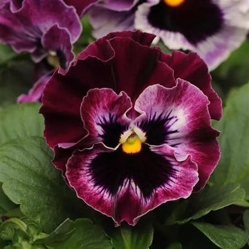 Burgundy Pansy Seeds – Heirloom, Non-GMO, Perfect for Borders
