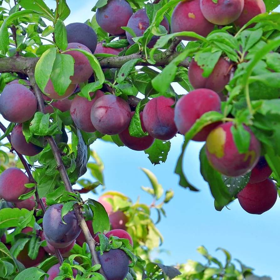 Burgundy Plum Seeds - Fruit Plant For Home Gardens