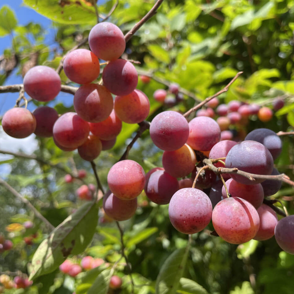 Burgundy Plum Seeds - Fruit Plant For Home Gardens