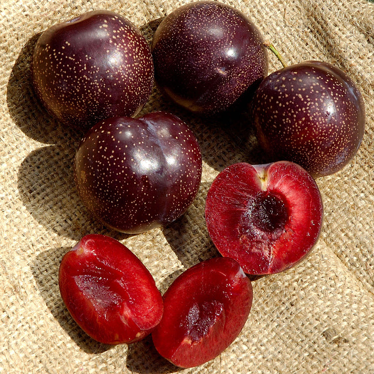 Burgundy Plum Seeds - Fruit Plant For Home Gardens