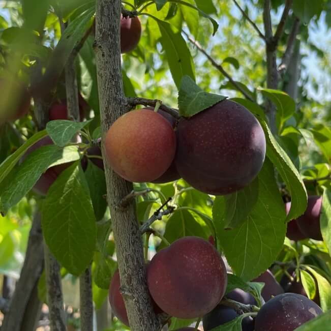 Burgundy Plum Seeds - Fruit Plant For Home Gardens