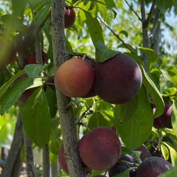 Burgundy Plum Seeds - Fruit Plant For Home Gardens