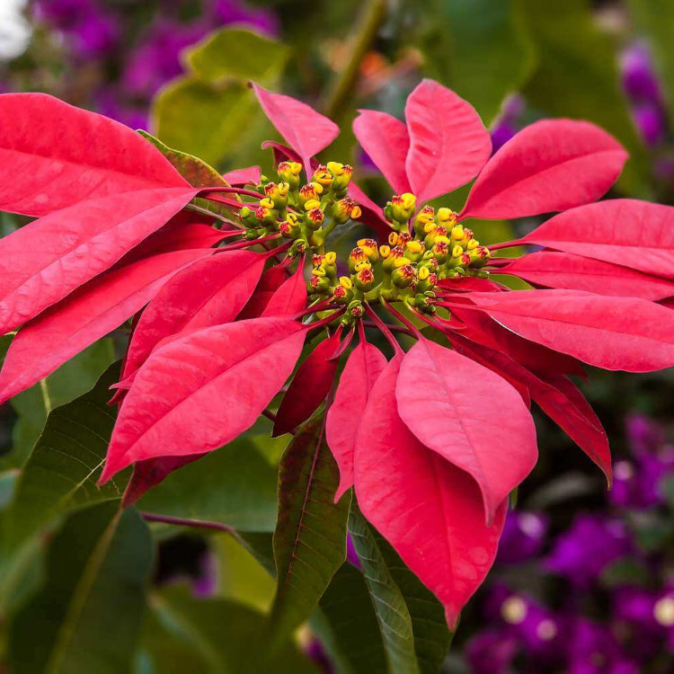 Burgundy Poinsettia Seeds - Flower Plant