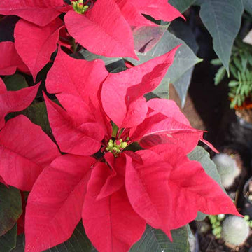 Burgundy Poinsettia Seeds - Flower Plant