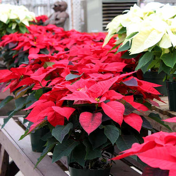 Burgundy Poinsettia Seeds - Flower Plant