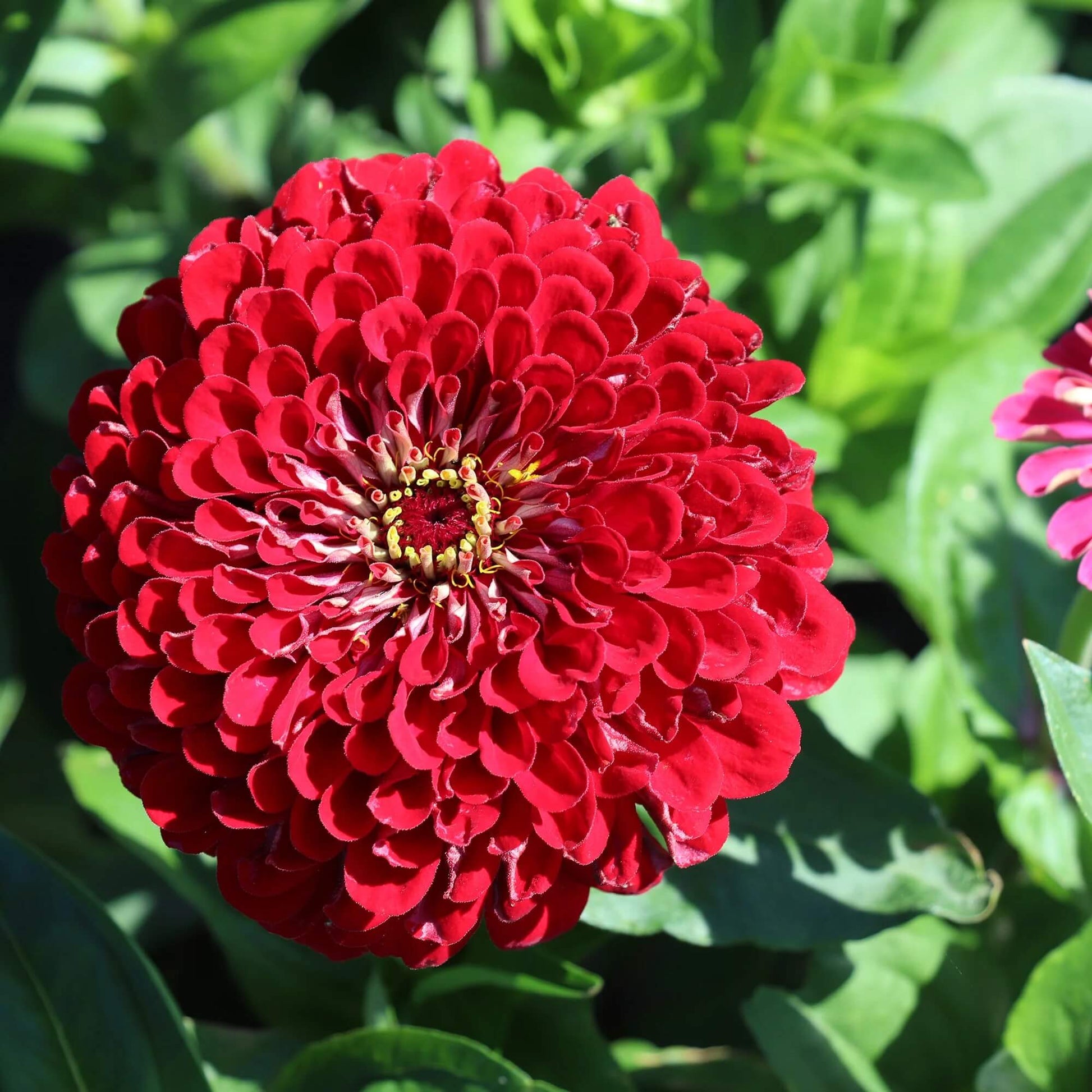 Burgundy Red Zinnia Seeds - Flower Plant