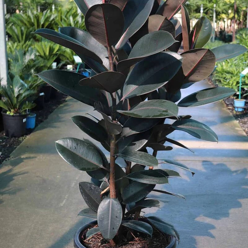 Burgundy Rubber Plant Seeds