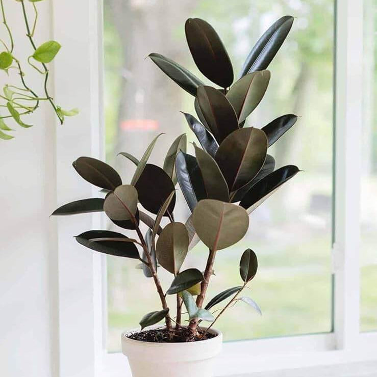 Burgundy Rubber Plant Seeds