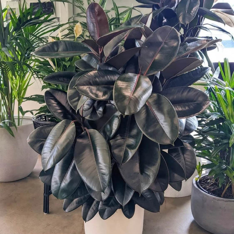 Burgundy Rubber Plant Seeds