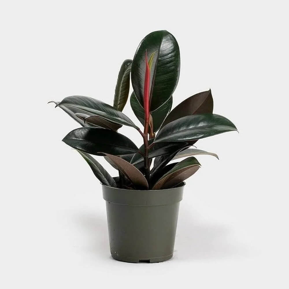 Burgundy Rubber Plant Seeds