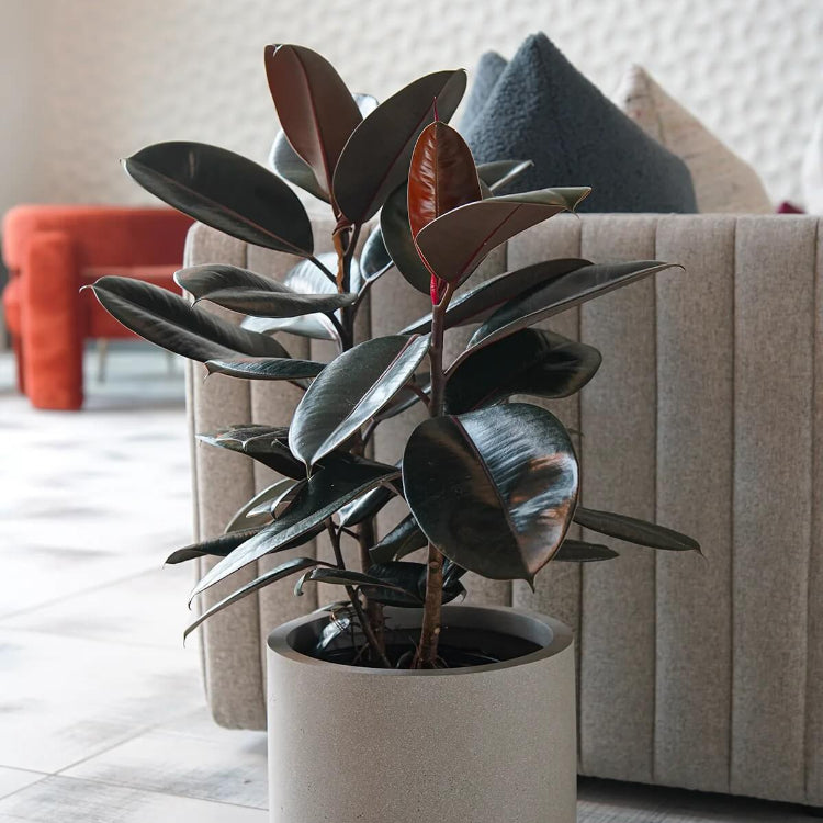 Burgundy Rubber Plant Seeds