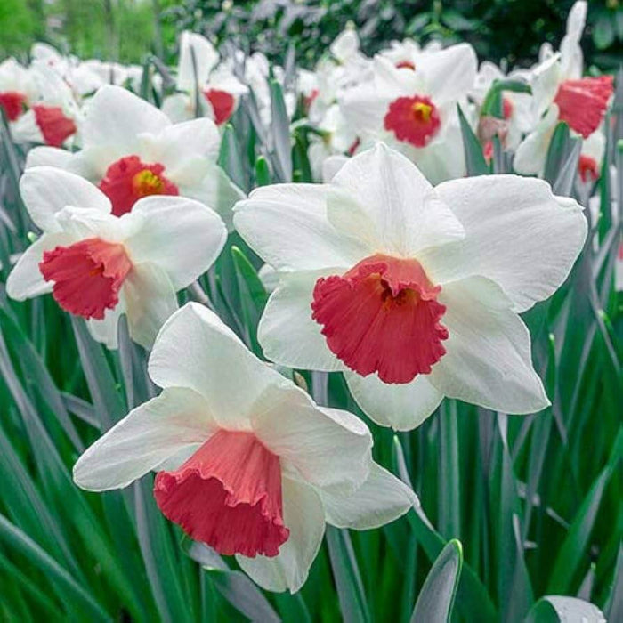 Burgundy White Daffodil Seeds