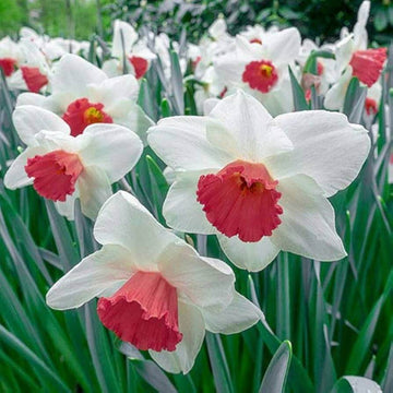 Burgundy White Daffodil Seeds