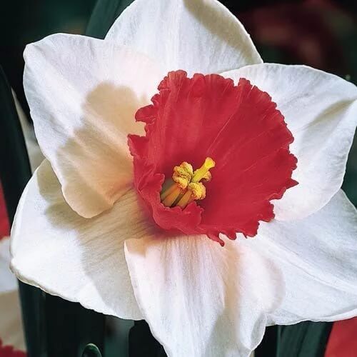 Burgundy White Daffodil Seeds