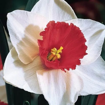 Burgundy White Daffodil Seeds
