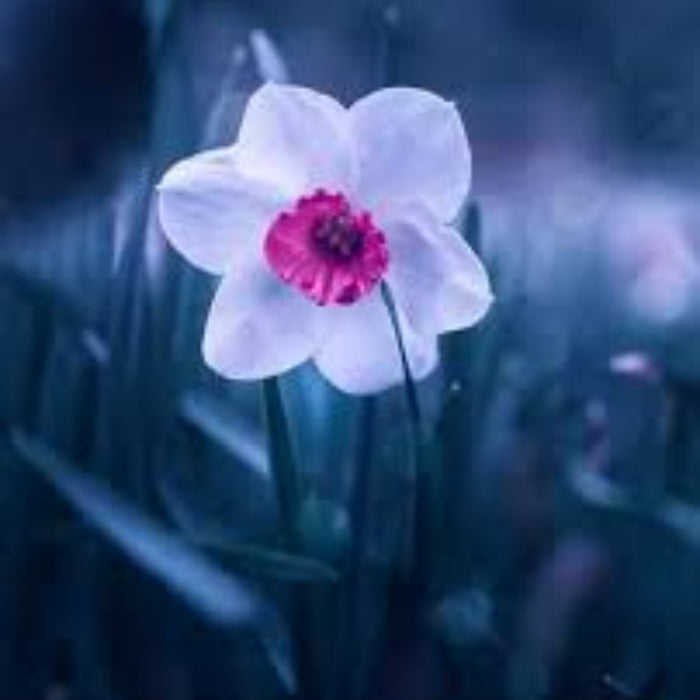 Burgundy White Daffodil Seeds