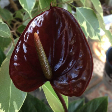 Burgundy anthurium Seeds