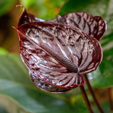 Burgundy anthurium Seeds