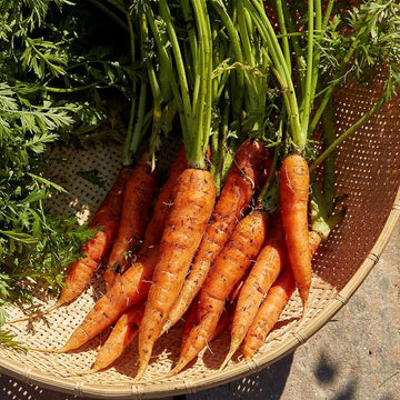 Burpee Carrot Seeds