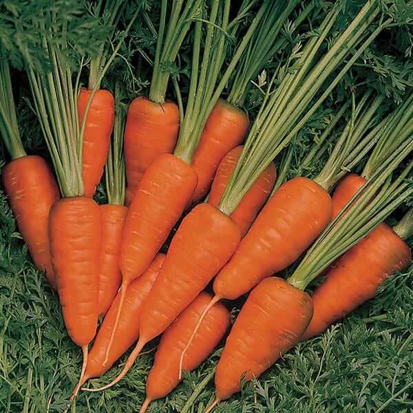Burpee Carrot Seeds