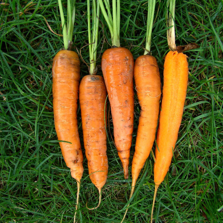 Burpee Carrot Seeds