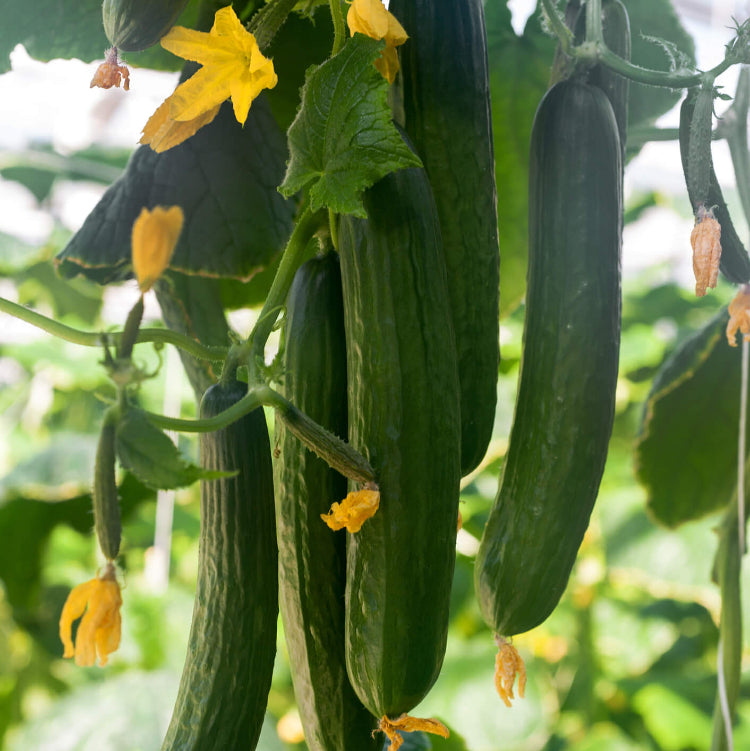 Burpless Cucumber Seeds