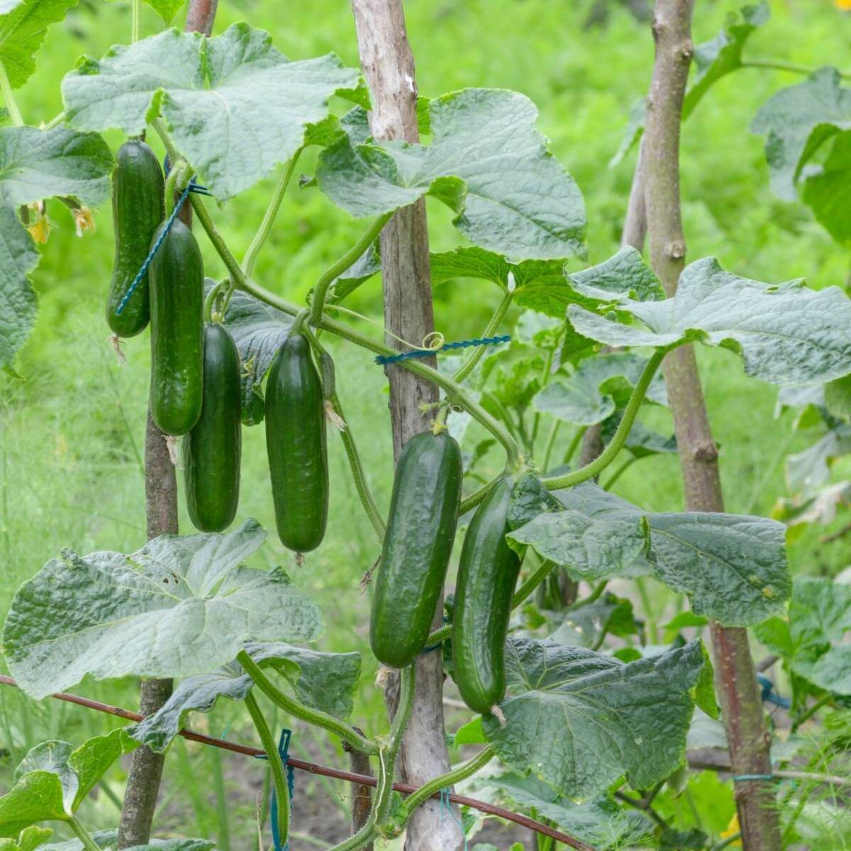 Burpless Cucumber Seeds