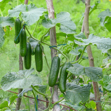 Burpless Cucumber Seeds