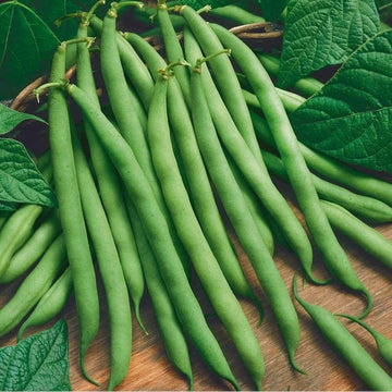 Bush Bean Seeds – Green