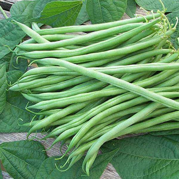 Bush Bean Seeds – Green