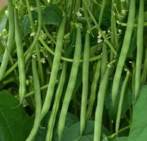 Bush Bean Seeds – Green