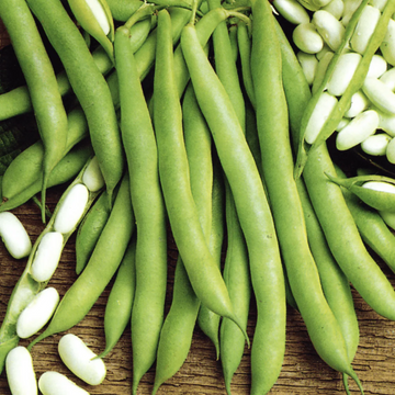 Bush Bean Seeds – White