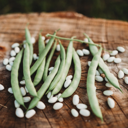Bush Bean Seeds – White
