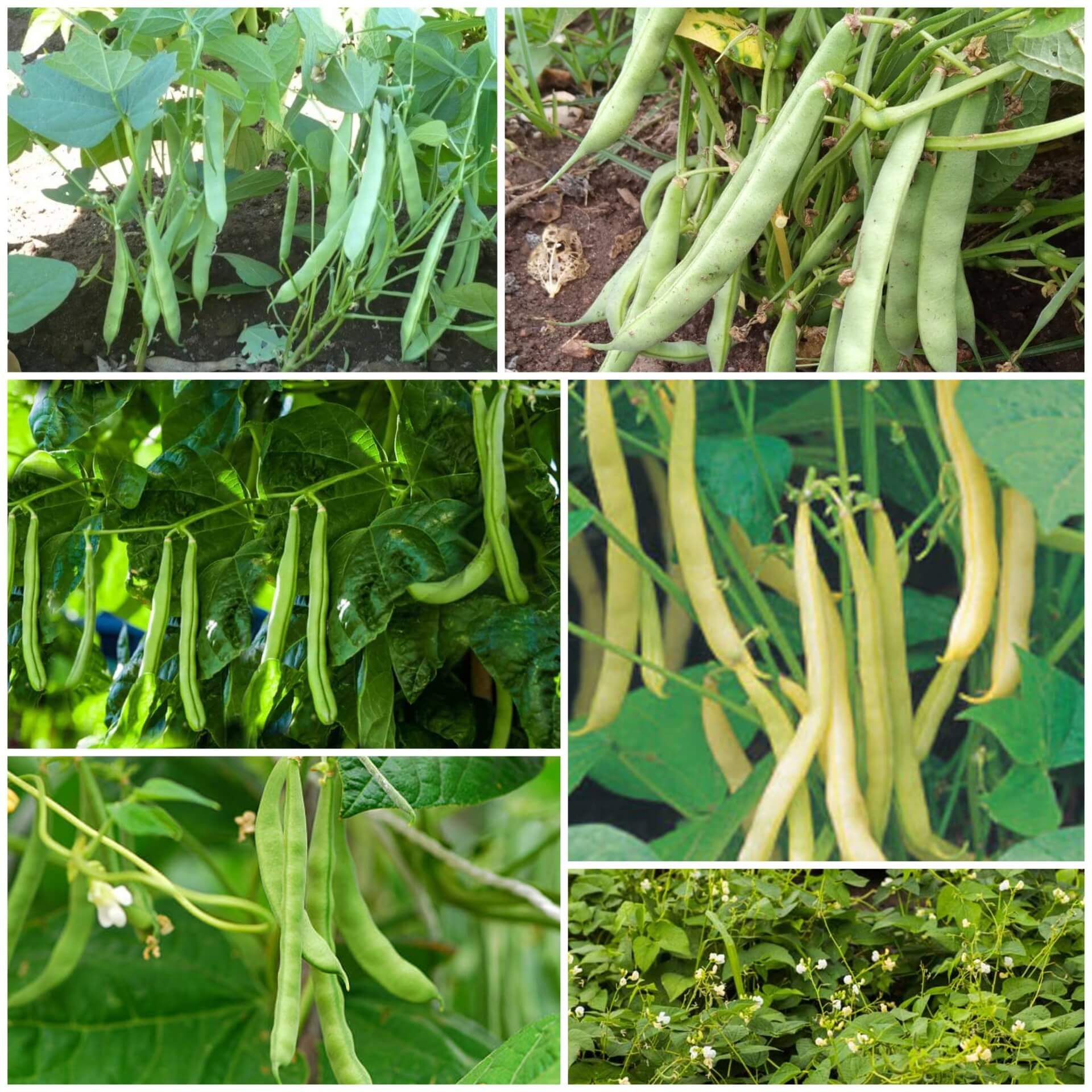 Bush Beans Seeds - All In One For Home Gardens