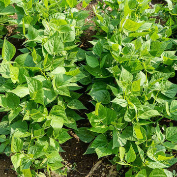 Bush Beans Seeds - All In One For Home Gardens
