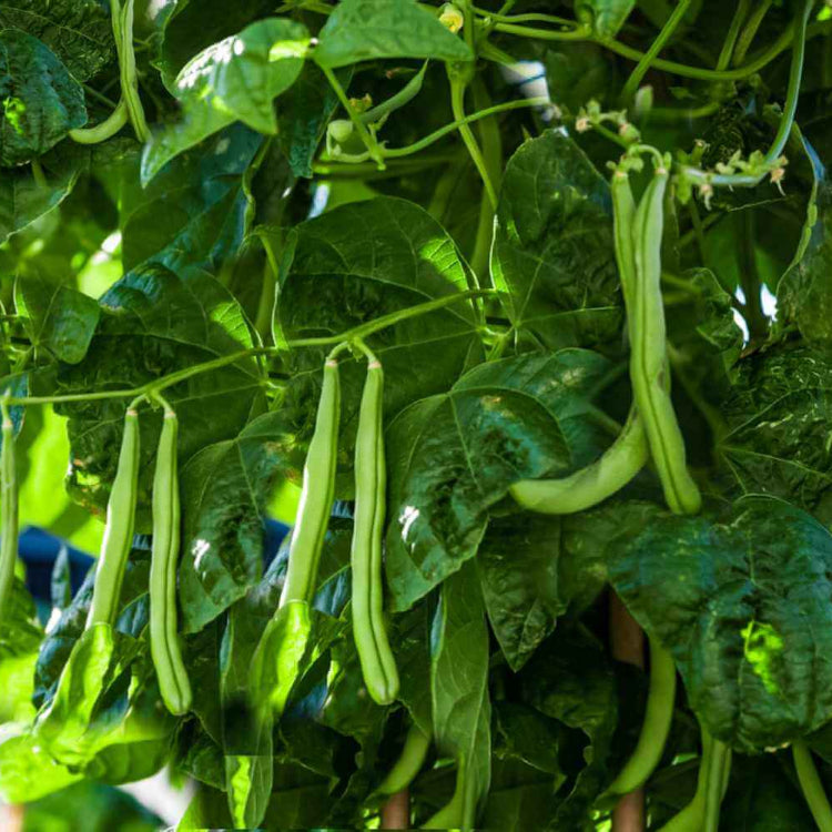 Bush Beans Seeds - All In One For Home Gardens