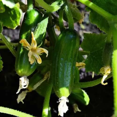 Bush Cucumber Seeds
