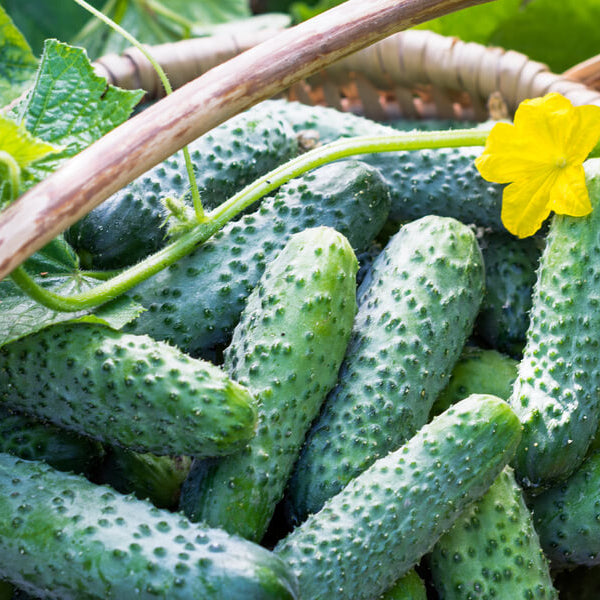 Bush Cucumber Seeds